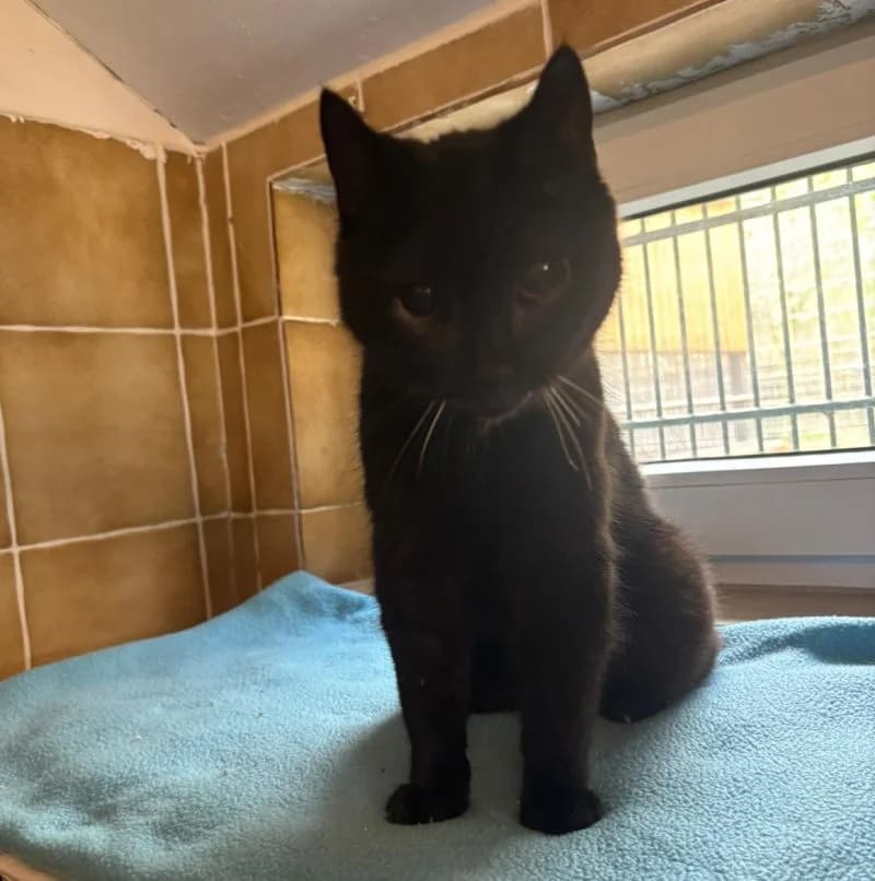 Trude, schwarz/ kleiner weißer FleckIm Tierheim seit: Februar 2026 female European Shorthair for adoption at Tierheim Jübberde, Uplengen