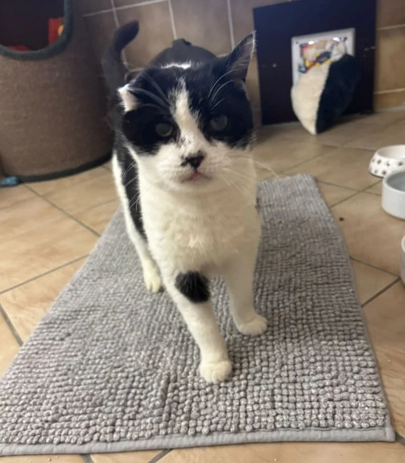 Naomi, schwarz/ weißIm Tierheim seit: Dezember 2025 female European Shorthair for adoption at Tierheim Jübberde, Uplengen