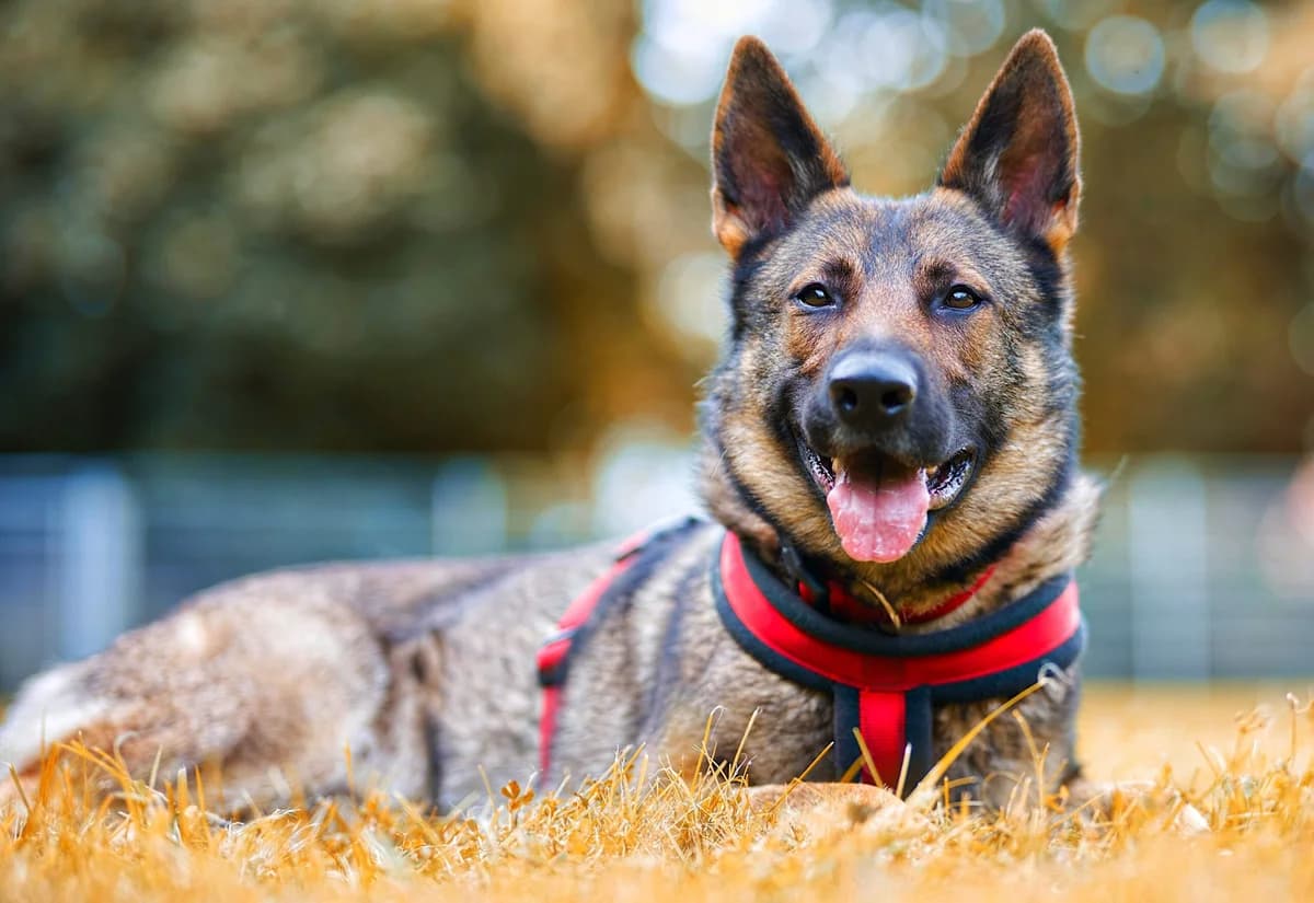 Elli, schwarz-grauIm Tierheim seit: 24.06.2022 female German Shepherd for adoption at Tierheim Jübberde, Uplengen