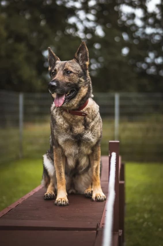 Elli, schwarz-grauIm Tierheim seit: 24.06.2022 female German Shepherd for adoption at Tierheim Jübberde, Uplengen — photo 3 of 8