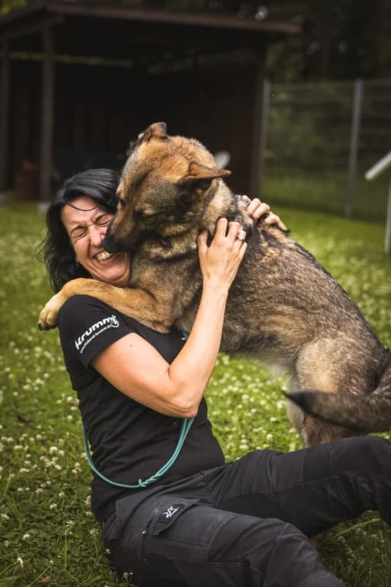 Elli, schwarz-grauIm Tierheim seit: 24.06.2022 female German Shepherd for adoption at Tierheim Jübberde, Uplengen — photo 4 of 8