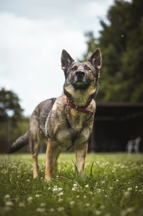 Elli, schwarz-grauIm Tierheim seit: 24.06.2022 female German Shepherd for adoption at Tierheim Jübberde, Uplengen — photo 5 of 8