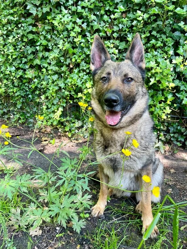 Elli, schwarz-grauIm Tierheim seit: 24.06.2022 female German Shepherd for adoption at Tierheim Jübberde, Uplengen — photo 7 of 8