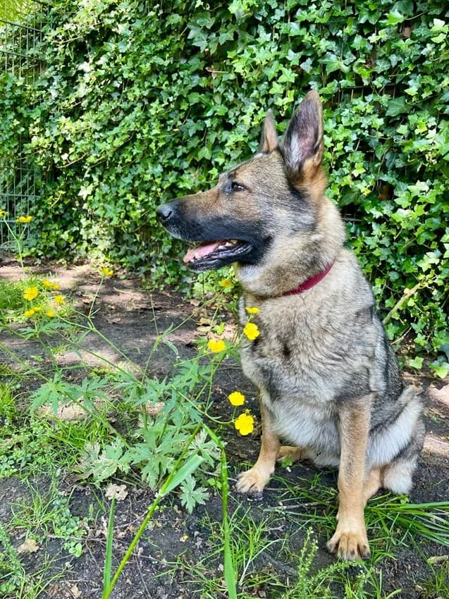Elli, schwarz-grauIm Tierheim seit: 24.06.2022 female German Shepherd for adoption at Tierheim Jübberde, Uplengen — photo 8 of 8