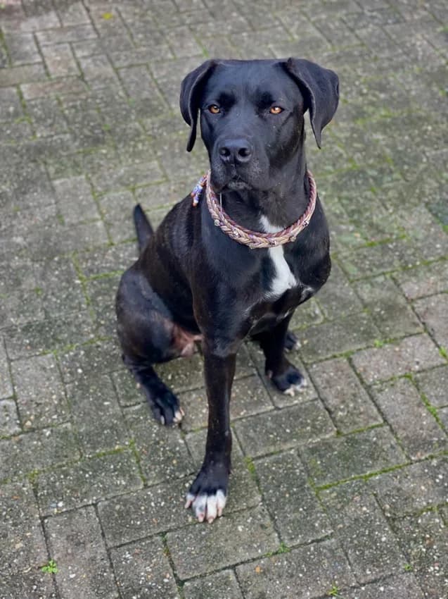 Thea - reserviert, schwarz mit wenigen weißen Flecken female 3yo Cane Corso for adoption at Tierheim Jübberde, Uplengen