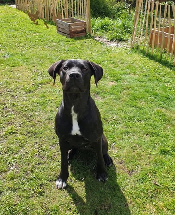 Thea - reserviert, schwarz mit wenigen weißen Flecken female Cane Corso for adoption at Tierheim Jübberde, Uplengen — photo 2 of 8