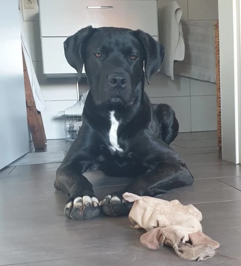 Thea - reserviert, schwarz mit wenigen weißen Flecken female Cane Corso for adoption at Tierheim Jübberde, Uplengen — photo 3 of 8
