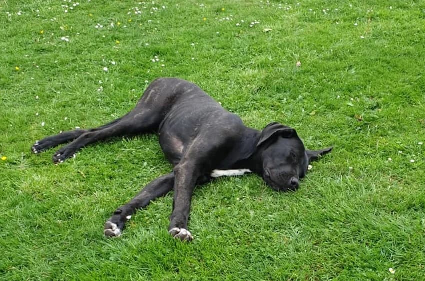 Thea - reserviert, schwarz mit wenigen weißen Flecken female Cane Corso for adoption at Tierheim Jübberde, Uplengen — photo 4 of 8