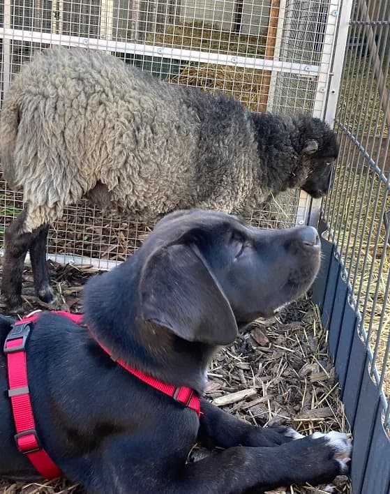 Thea - reserviert, schwarz mit wenigen weißen Flecken female Cane Corso for adoption at Tierheim Jübberde, Uplengen — photo 5 of 8