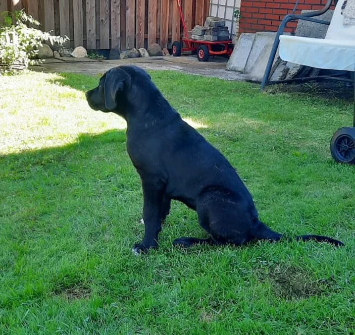 Thea - reserviert, schwarz mit wenigen weißen Flecken female Cane Corso for adoption at Tierheim Jübberde, Uplengen — photo 6 of 8