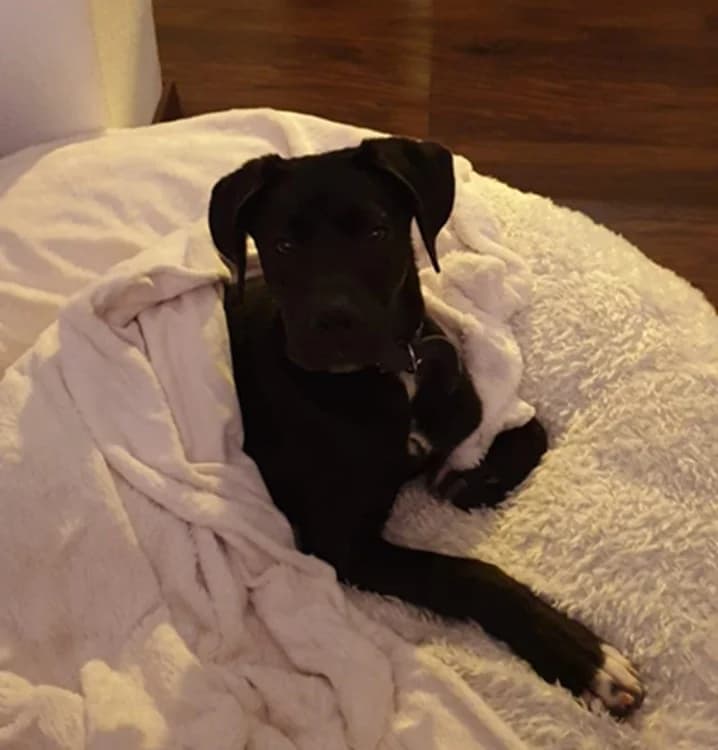 Thea - reserviert, schwarz mit wenigen weißen Flecken female Cane Corso for adoption at Tierheim Jübberde, Uplengen — photo 7 of 8