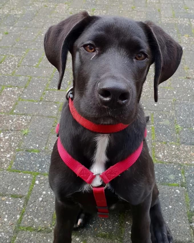 Thea - reserviert, schwarz mit wenigen weißen Flecken female Cane Corso for adoption at Tierheim Jübberde, Uplengen — photo 8 of 8