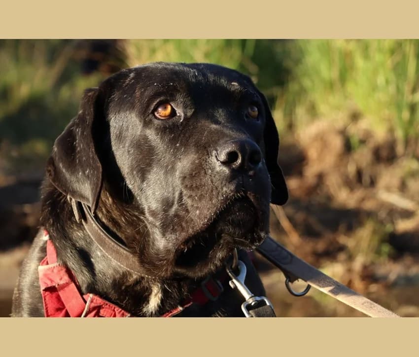 Muckelito, schwarz gestromt male Cane Corso for adoption at Tierheim Jübberde, Uplengen