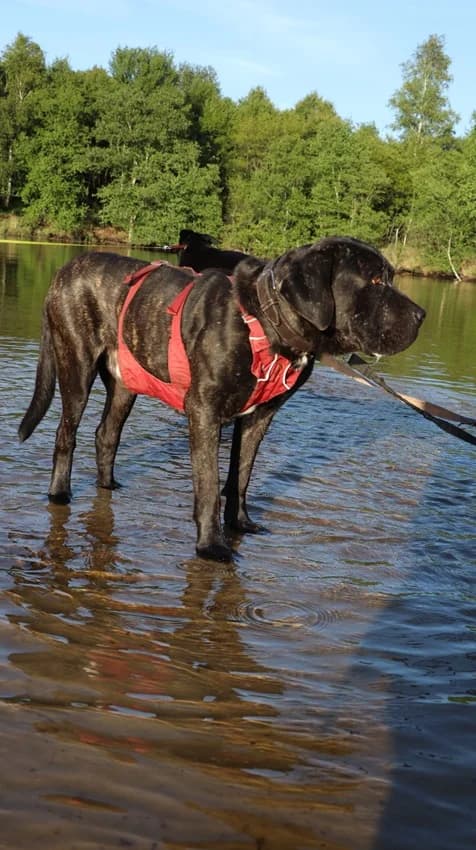 Muckelito, schwarz gestromt male Cane Corso for adoption at Tierheim Jübberde, Uplengen — photo 2 of 6