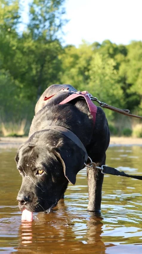 Muckelito, schwarz gestromt male Cane Corso for adoption at Tierheim Jübberde, Uplengen — photo 3 of 6