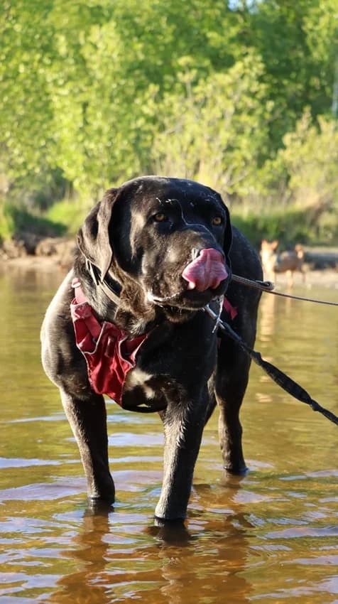 Muckelito, schwarz gestromt male Cane Corso for adoption at Tierheim Jübberde, Uplengen — photo 4 of 6