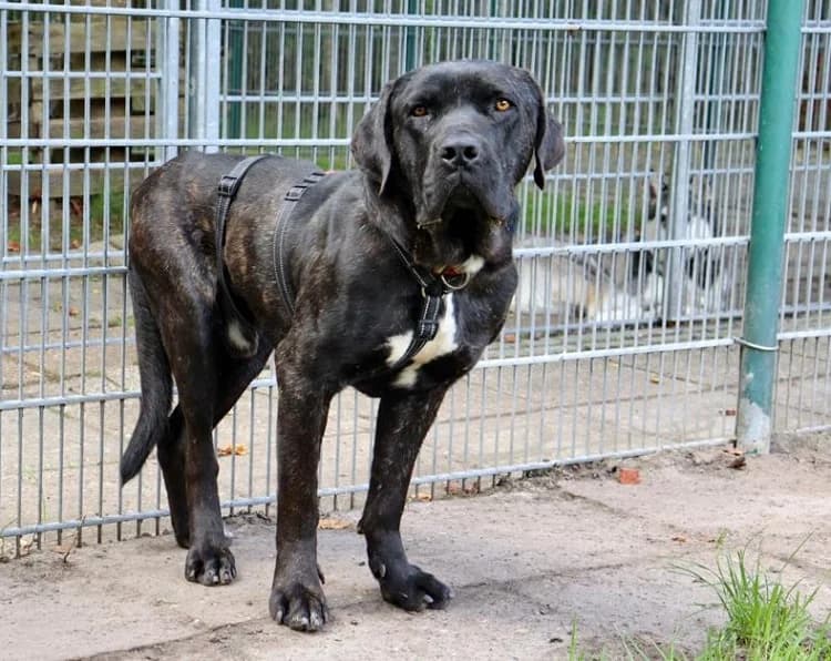 Muckelito, schwarz gestromt male Cane Corso for adoption at Tierheim Jübberde, Uplengen — photo 5 of 6