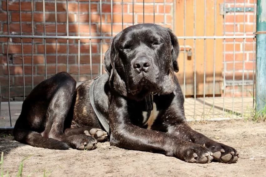 Muckelito, schwarz gestromt male Cane Corso for adoption at Tierheim Jübberde, Uplengen — photo 6 of 6