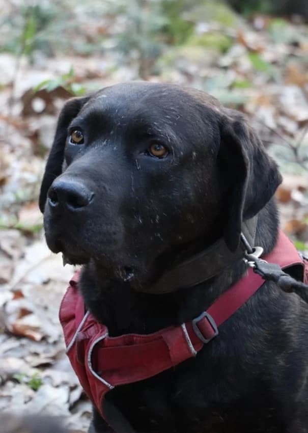 Pepito, schwarz-braun gestromt male Cane Corso for adoption at Tierheim Jübberde, Uplengen