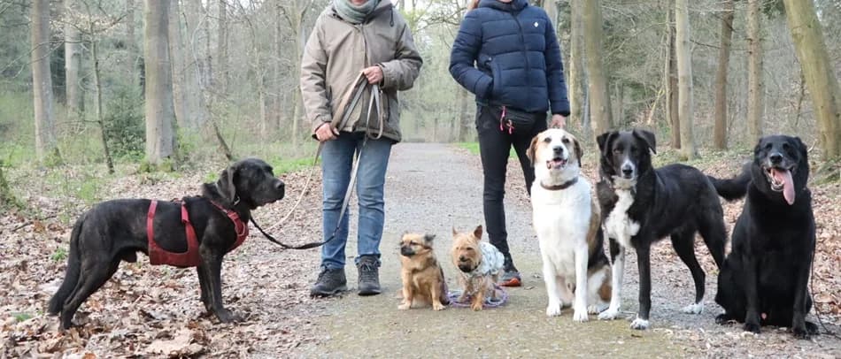 Pepito, schwarz-braun gestromt male Cane Corso for adoption at Tierheim Jübberde, Uplengen — photo 2 of 6