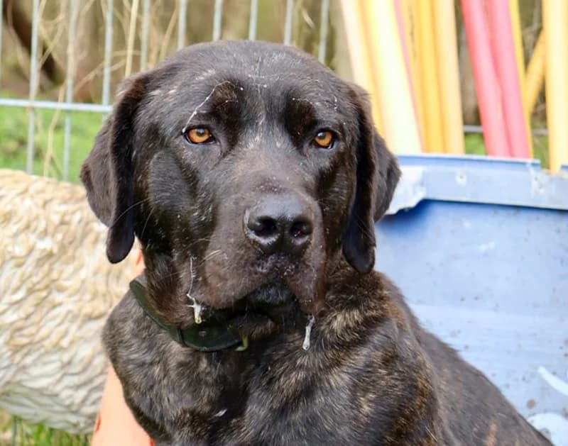 Pepito, schwarz-braun gestromt male Cane Corso for adoption at Tierheim Jübberde, Uplengen — photo 3 of 6