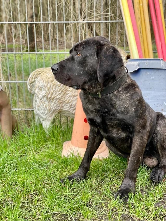 Pepito, schwarz-braun gestromt male Cane Corso for adoption at Tierheim Jübberde, Uplengen — photo 4 of 6