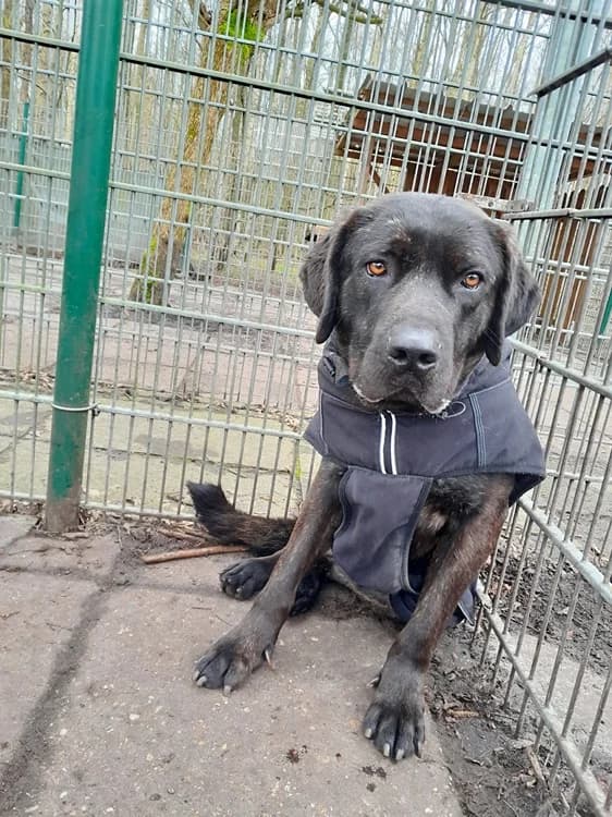 Pepito, schwarz-braun gestromt male Cane Corso for adoption at Tierheim Jübberde, Uplengen — photo 5 of 6