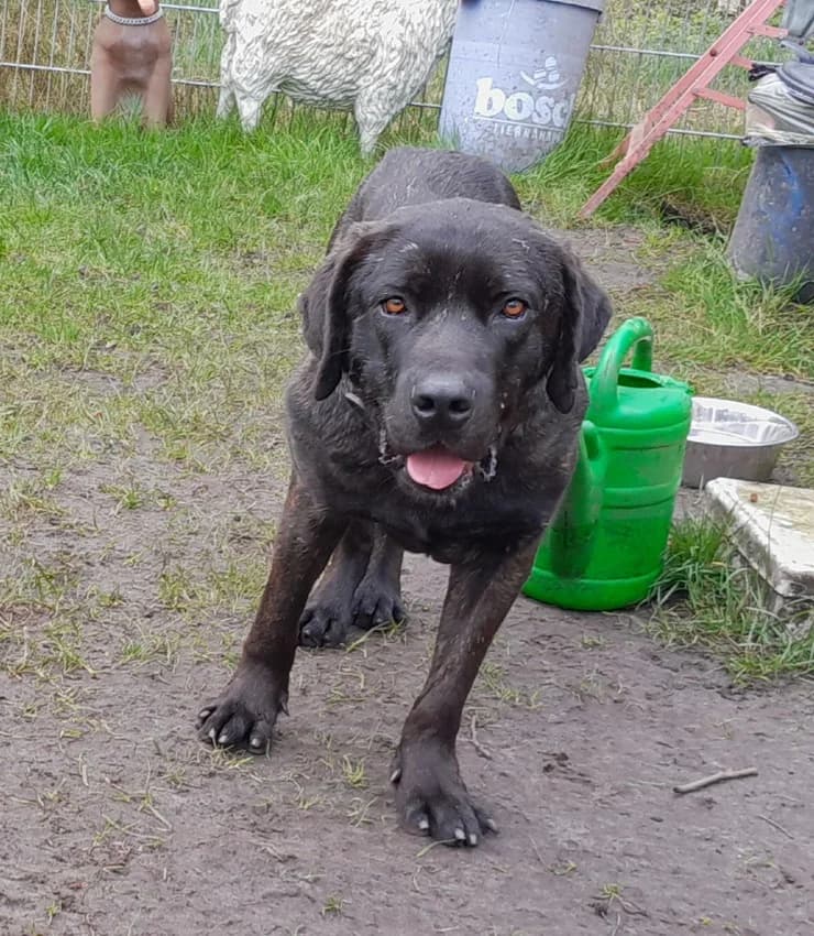 Pepito, schwarz-braun gestromt male Cane Corso for adoption at Tierheim Jübberde, Uplengen — photo 6 of 6