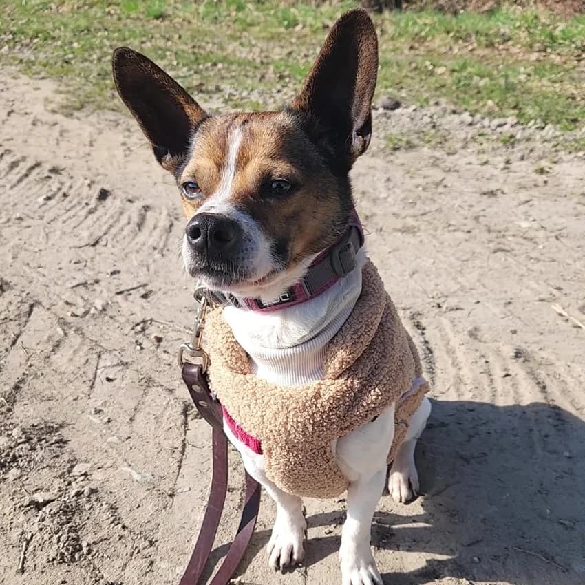 Floh, weiß-braune Flecken male Jack Russell Terrier for adoption at Tierheim Jübberde, Uplengen