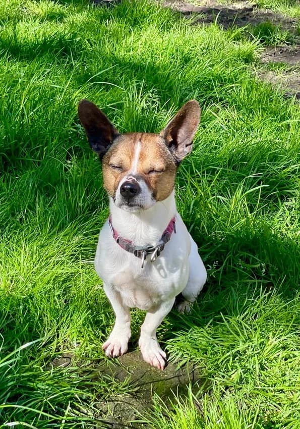 Floh, weiß-braune Flecken male Jack Russell Terrier for adoption at Tierheim Jübberde, Uplengen — photo 3 of 8