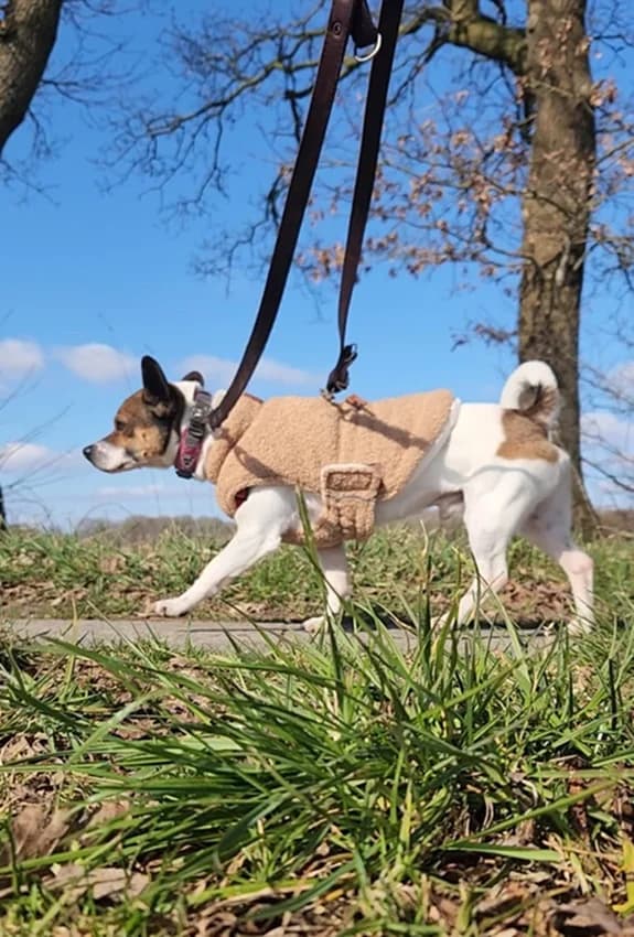 Floh, weiß-braune Flecken male Jack Russell Terrier for adoption at Tierheim Jübberde, Uplengen — photo 4 of 8
