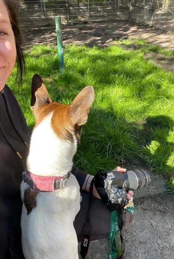 Floh, weiß-braune Flecken male Jack Russell Terrier for adoption at Tierheim Jübberde, Uplengen — photo 5 of 8