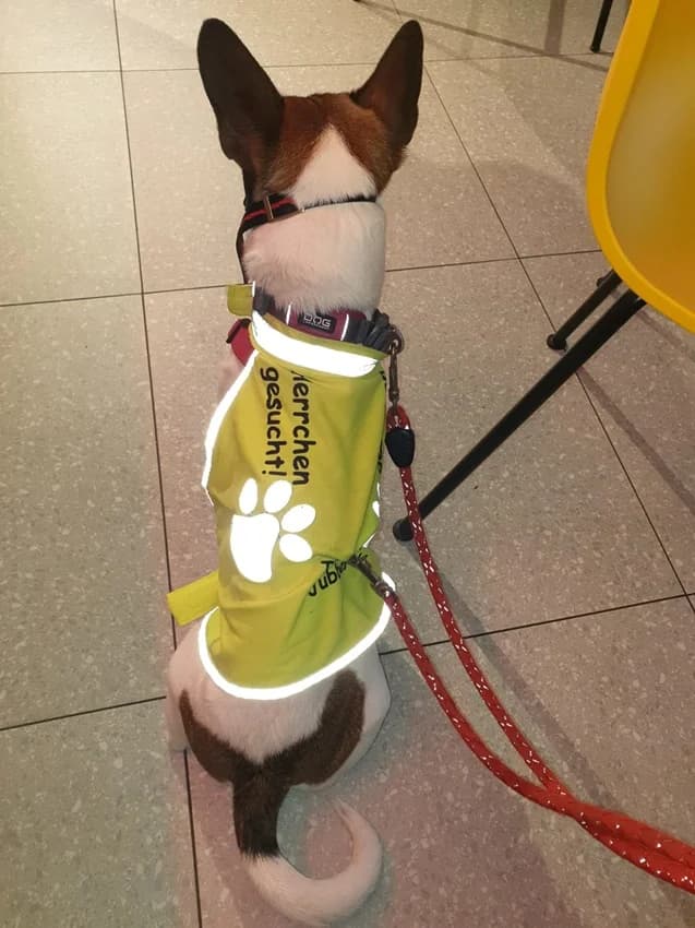 Floh, weiß-braune Flecken male Jack Russell Terrier for adoption at Tierheim Jübberde, Uplengen — photo 6 of 8