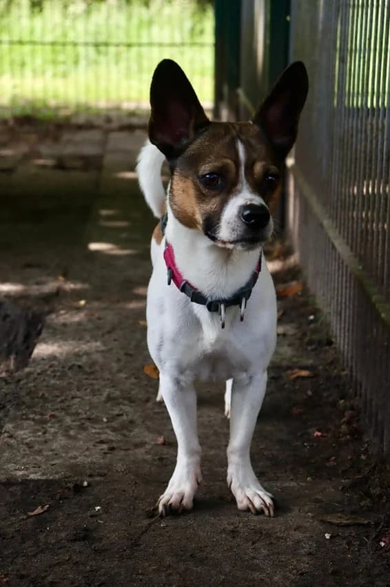 Floh, weiß-braune Flecken male Jack Russell Terrier for adoption at Tierheim Jübberde, Uplengen — photo 7 of 8