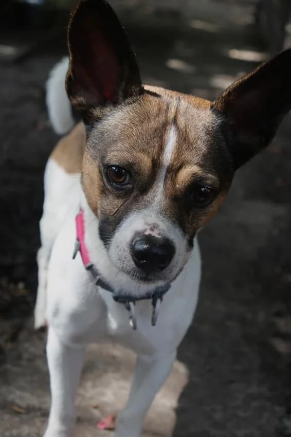 Floh, weiß-braune Flecken male Jack Russell Terrier for adoption at Tierheim Jübberde, Uplengen — photo 8 of 8