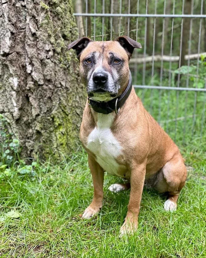 Maira, female senior Staffordshire Bull Terrier for adoption at Tierheim Jübberde, Uplengen