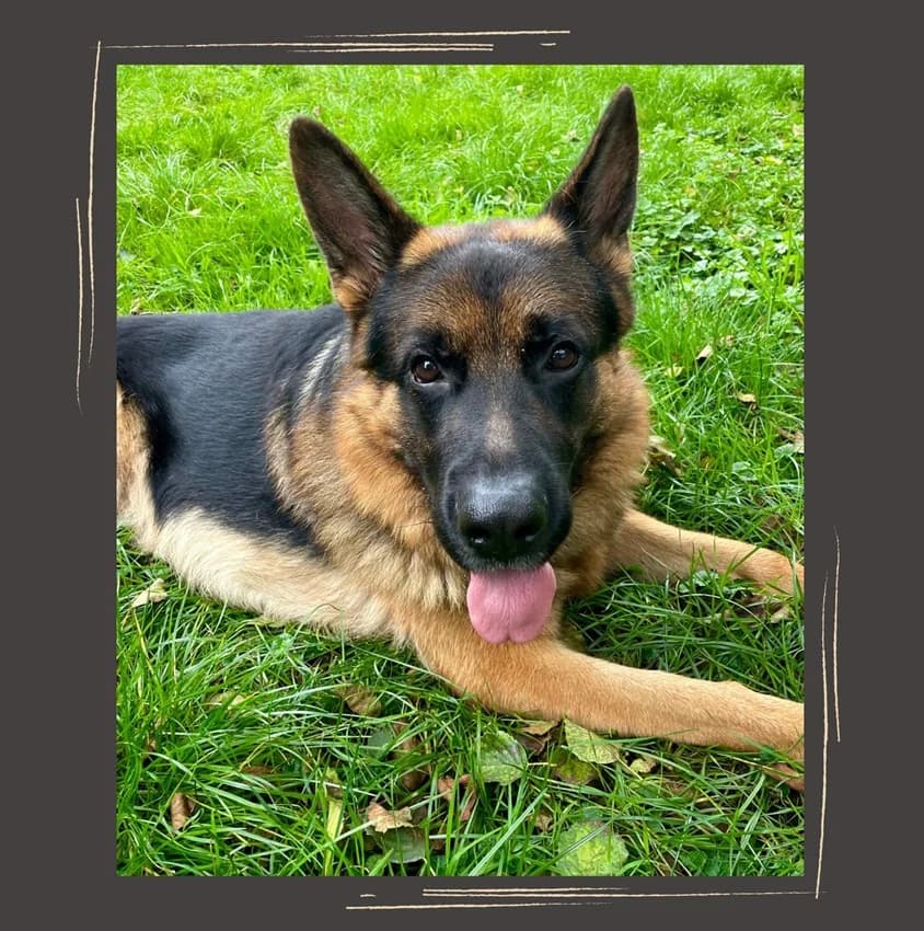 Rufus, braun mit schwarz male 3yo German Shepherd for adoption at Tierheim Jübberde, Uplengen