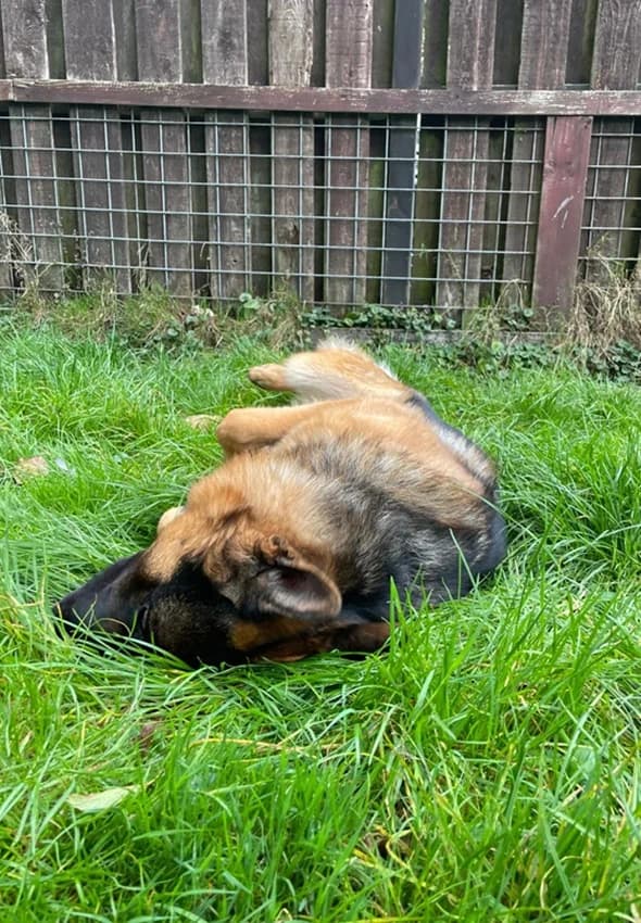 Rufus, braun mit schwarz male German Shepherd for adoption at Tierheim Jübberde, Uplengen — photo 2 of 6