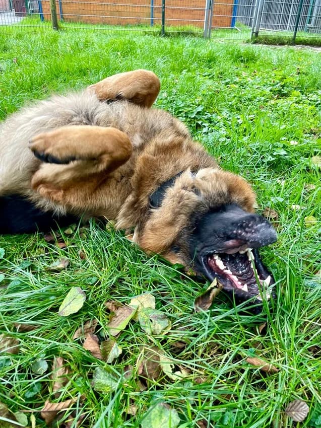 Rufus, braun mit schwarz male German Shepherd for adoption at Tierheim Jübberde, Uplengen — photo 3 of 6