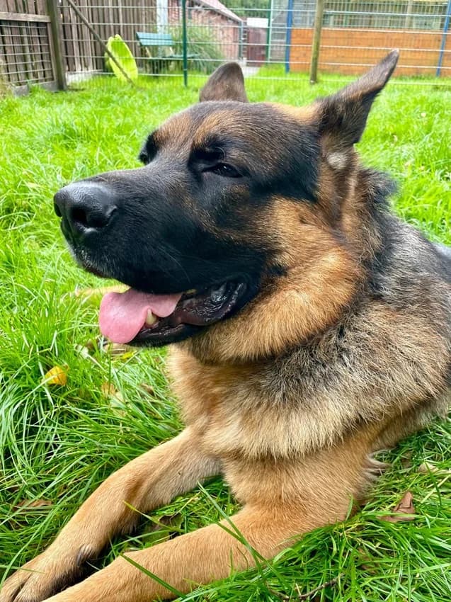 Rufus, braun mit schwarz male German Shepherd for adoption at Tierheim Jübberde, Uplengen — photo 4 of 6