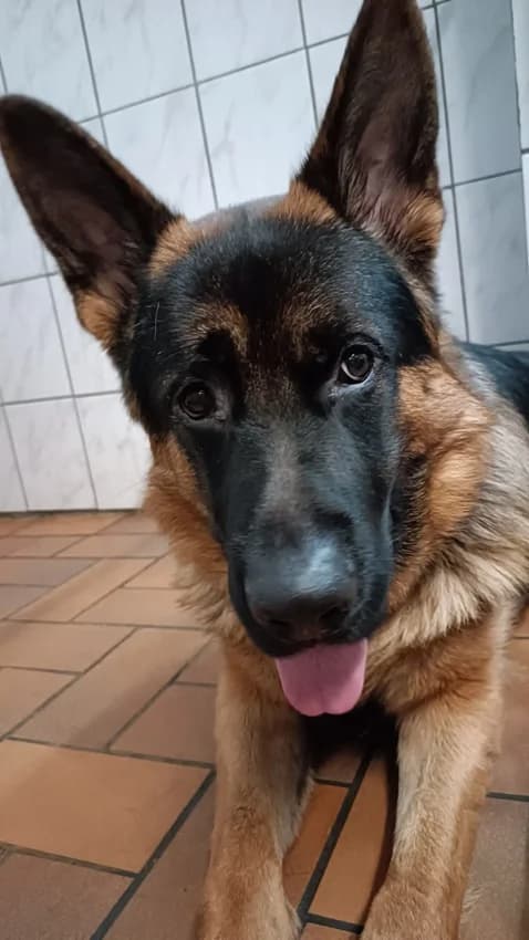 Rufus, braun mit schwarz male German Shepherd for adoption at Tierheim Jübberde, Uplengen — photo 5 of 6