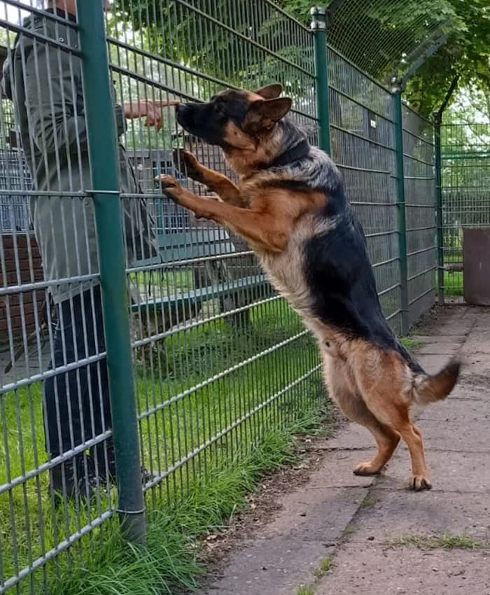 Rufus, braun mit schwarz male German Shepherd for adoption at Tierheim Jübberde, Uplengen — photo 6 of 6