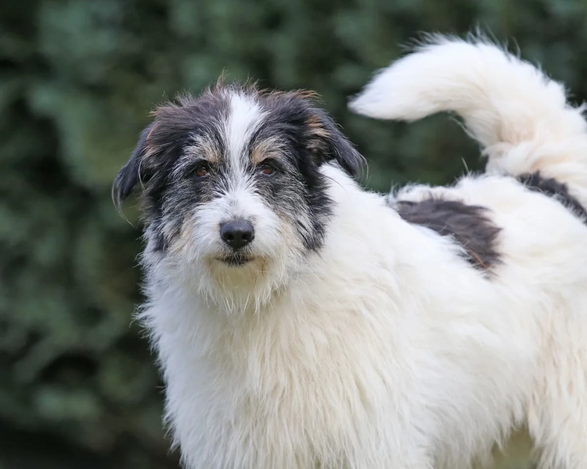 Ellen, liebenswerte Hündin, geb. 2018, Schulterhöhe ca. 40cm, female Mixed Breed for adoption at Tierheim Kandelhof, Verwaltungsgemeinschaft Weischlitz