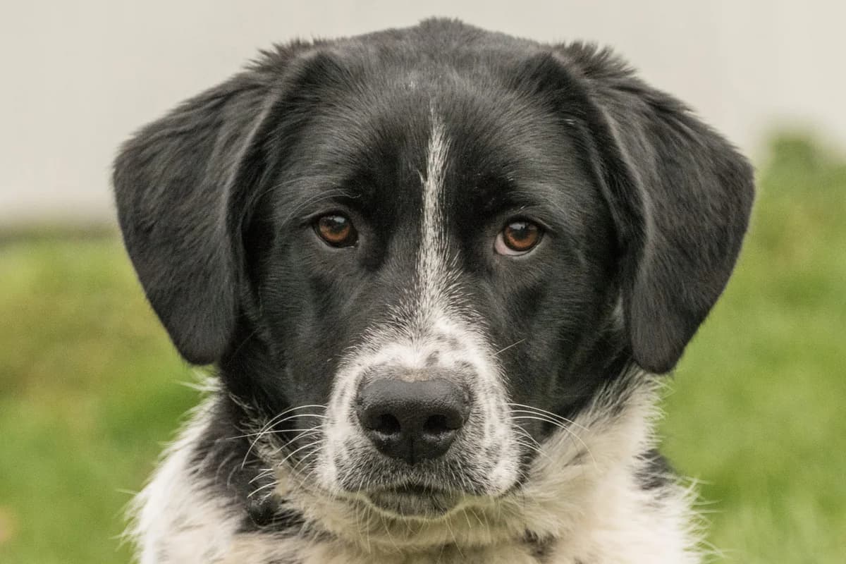 Nicky Münsterländer-Mix, geb. März 2018 – Schulterhöhe ca. 50cm,  Mixed Breed for adoption at Tierheim Kandelhof, Verwaltungsgemeinschaft Weischlitz