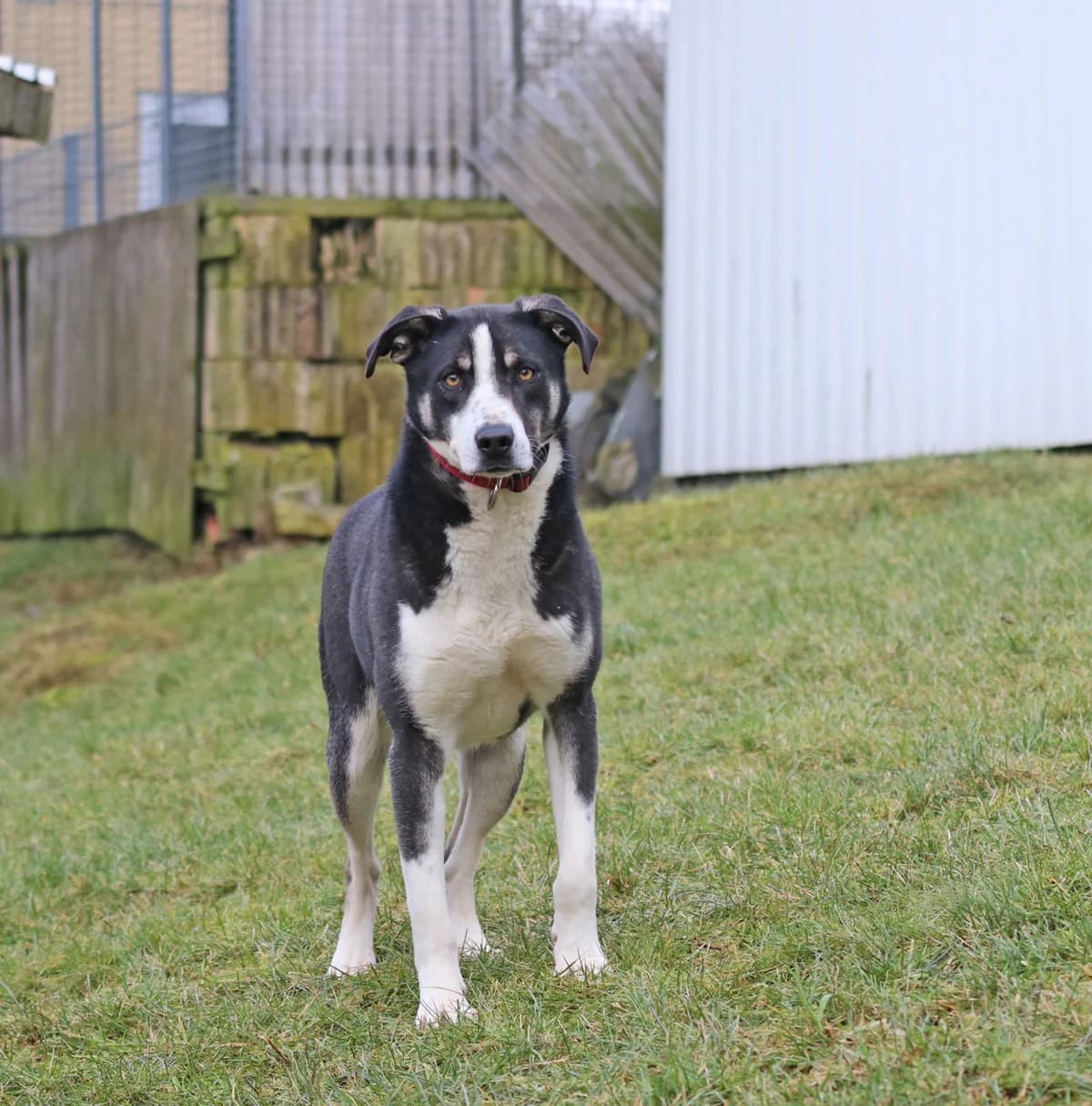 Buddy, wunderschöner Hundebub, geb. 2023, Schulterhöhe ca. 50cm, male Mixed Breed for adoption at Tierheim Kandelhof, Verwaltungsgemeinschaft Weischlitz