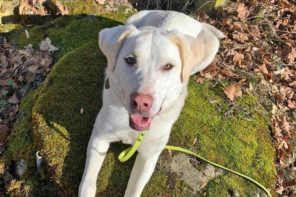 Rosa, aufgeweckte, pfiffige Hündin, geb. 2023, Schulterhöhe ca. 50cm, female Mixed Breed for adoption at Tierheim Kandelhof, Verwaltungsgemeinschaft Weischlitz