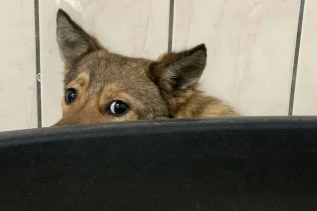 Der Hölle entkommen, female young Mixed Breed for adoption at Tierheim Kandelhof, Verwaltungsgemeinschaft Weischlitz