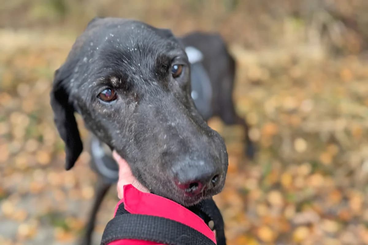Eine Zuhause für Juri, verlorene Seele, geb. 2013, Schulterhöhe ca. 50cm,  Mixed Breed for adoption at Tierheim Kandelhof, Verwaltungsgemeinschaft Weischlitz