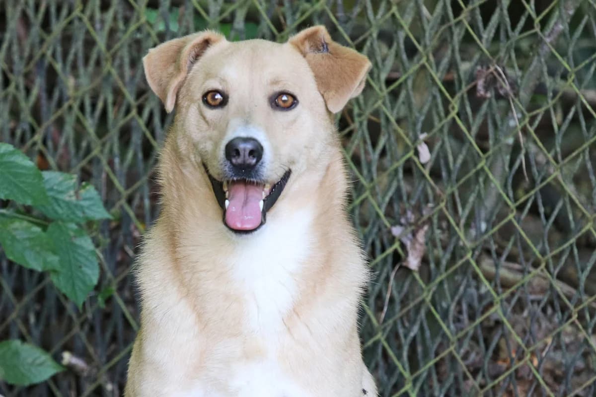 Noah, scheues, zurückhaltendes Kerlchen,geb. Nov. 2022, Schulterhöhe ca. 45 cm,  Mixed Breed for adoption at Tierheim Kandelhof, Verwaltungsgemeinschaft Weischlitz