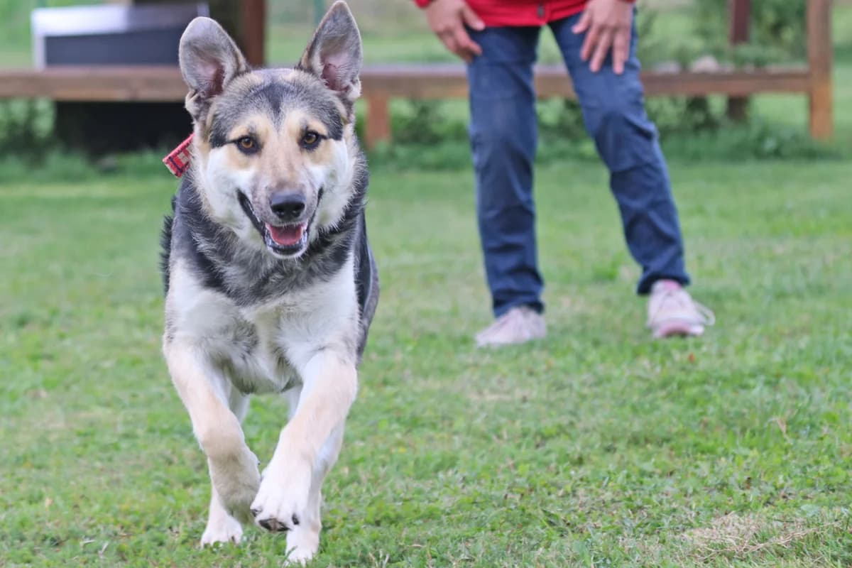 Unsere Roxy ist zur Zeit zum Kennenlernen ihrer neuen Familie außer Haus., female young Mixed Breed for adoption at Tierheim Kandelhof, Verwaltungsgemeinschaft Weischlitz